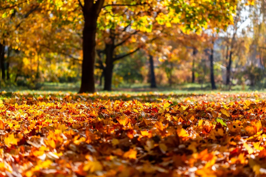 Autumn Vibes