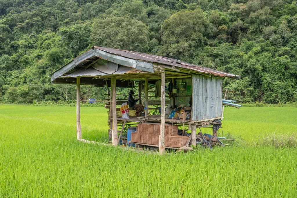 Ricefarmer at Nan -Thailand
