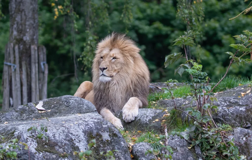 Lion King